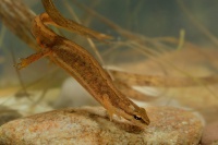 Colek obecny - Triturus vulgaris - Smooth Newt 1136